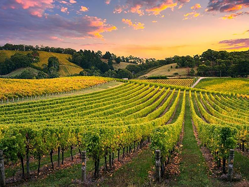 Barossa Valley Adelaide Tour 800 x 600