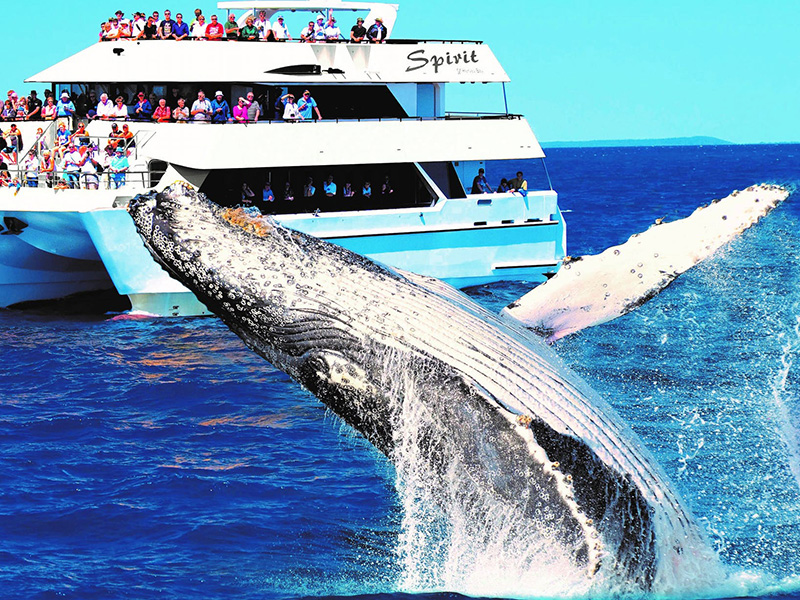Spirit of Hervey Bay Hervey Bay Escape Tour 800 x 600